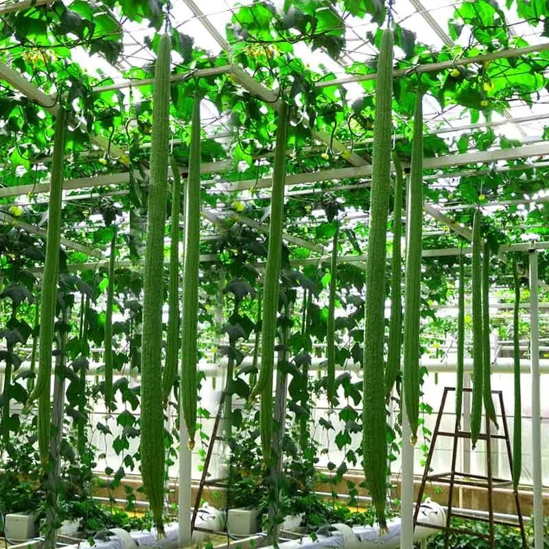 The King of Sponge Gourd F1 Jonyparkseed®