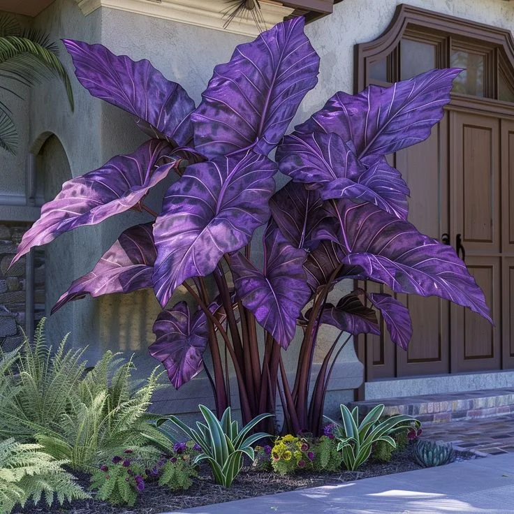 未開封 ギャラクタス 14インチ 電飾 音声付 Midnight Sapphire-Giant Alocasia Bulbs🍃Transform Your Space with