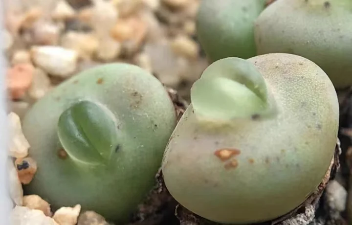 plant Aeonium Echeveria Haworthia  Caudex  Lithops Cactus  Agave 