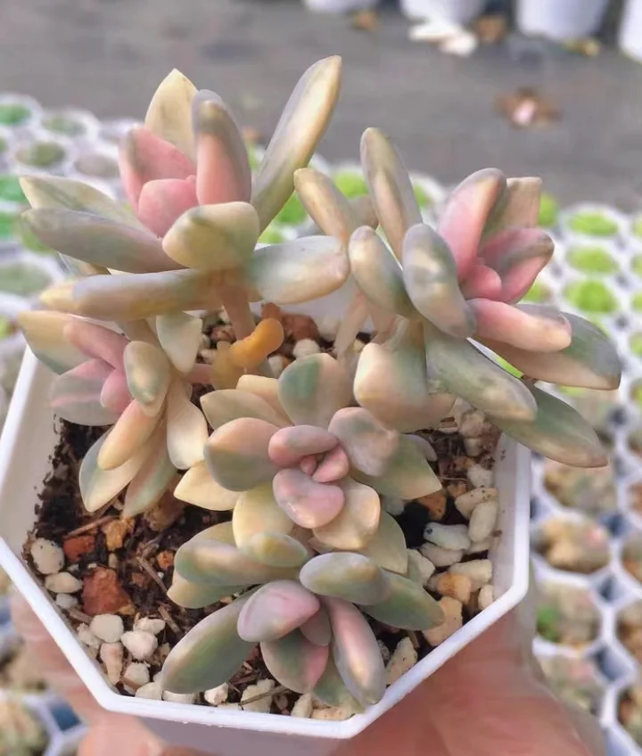 plant Aeonium Echeveria Haworthia  Caudex  Lithops Cactus  Agave 