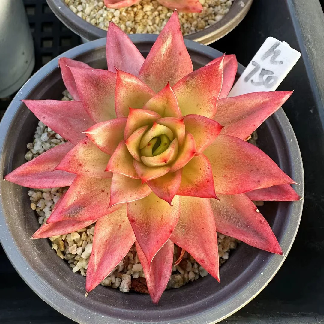 plant Aeonium Echeveria Haworthia  Caudex  Lithops Cactus  Agave 