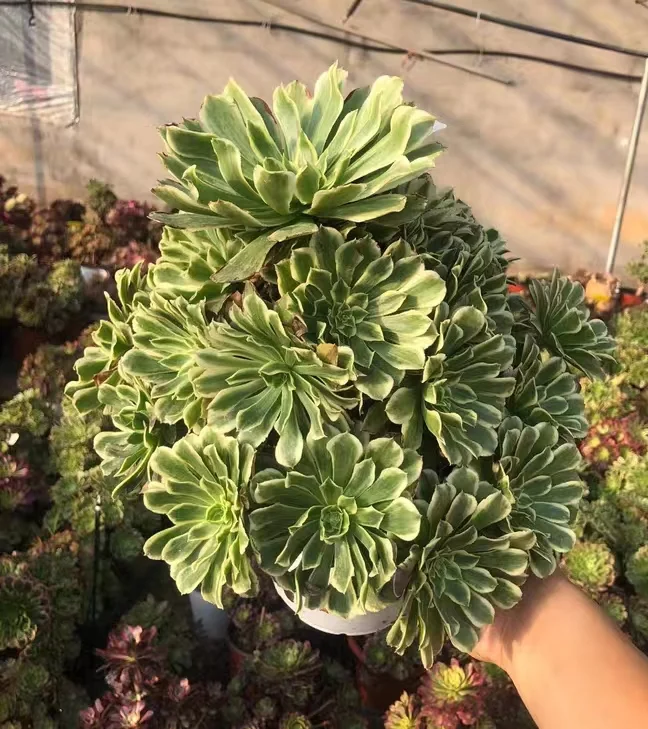 plant Aeonium Echeveria Haworthia  Caudex  Lithops Cactus  Agave 