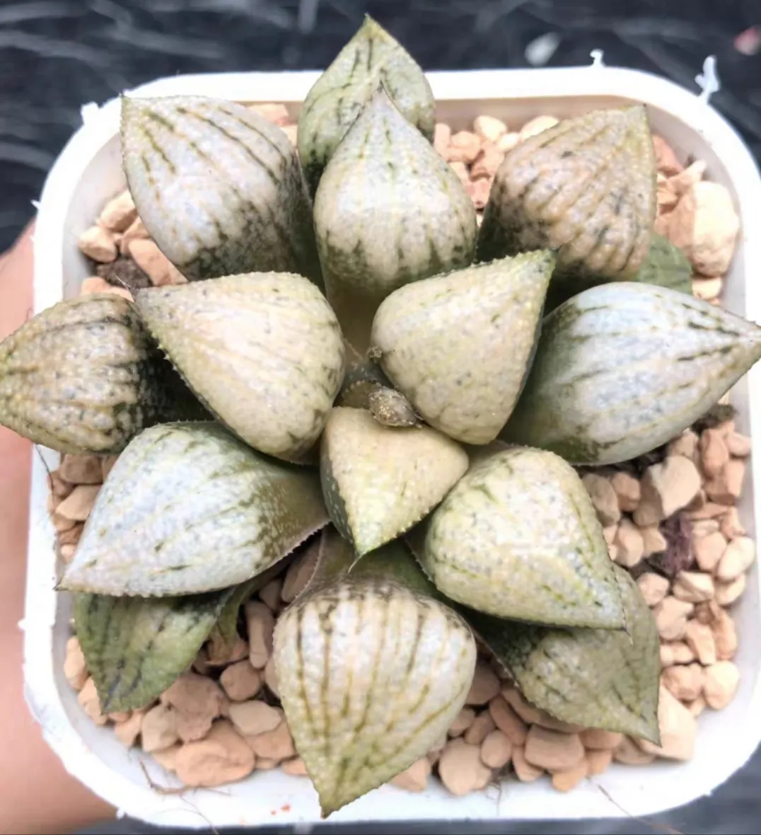 plant Aeonium Echeveria Haworthia  Caudex  Lithops Cactus  Agave 