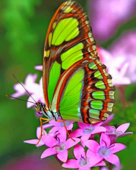 

Green Butterfly – Paint By Numbers - 40*50CM, 501 Original