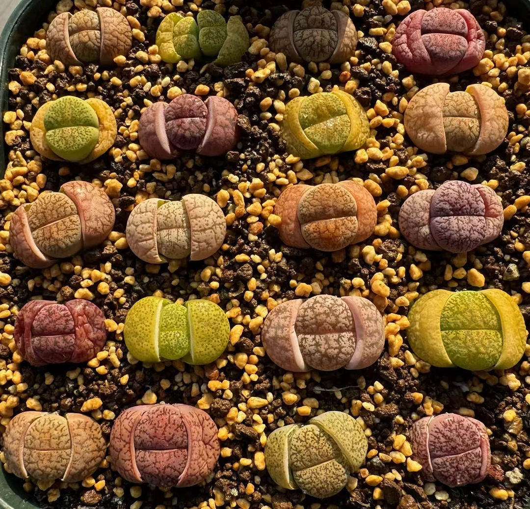 plant Aeonium Echeveria Haworthia  Caudex  Lithops Cactus  Agave 