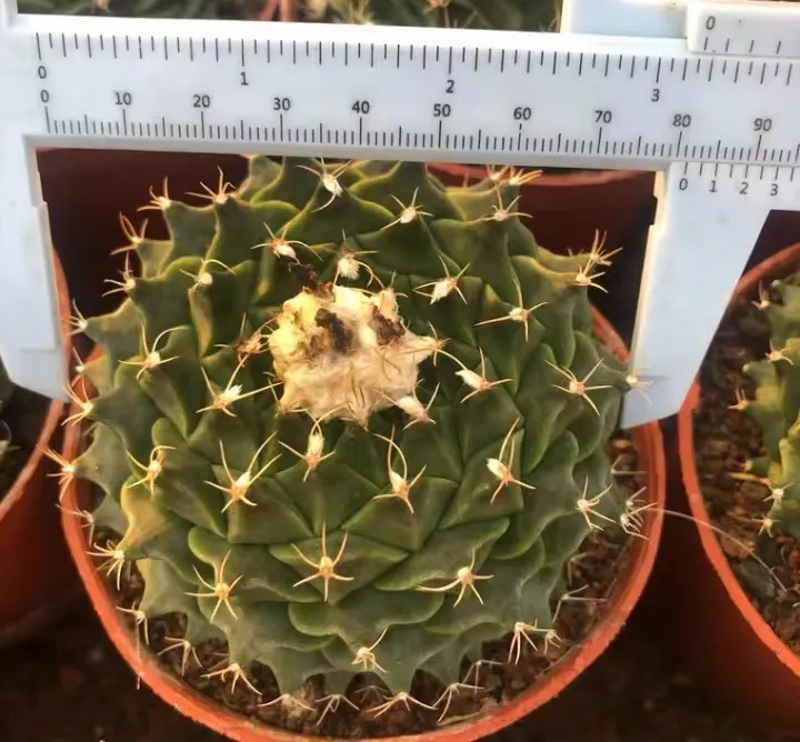plant Aeonium Echeveria Haworthia  Caudex  Lithops Cactus  Agave 