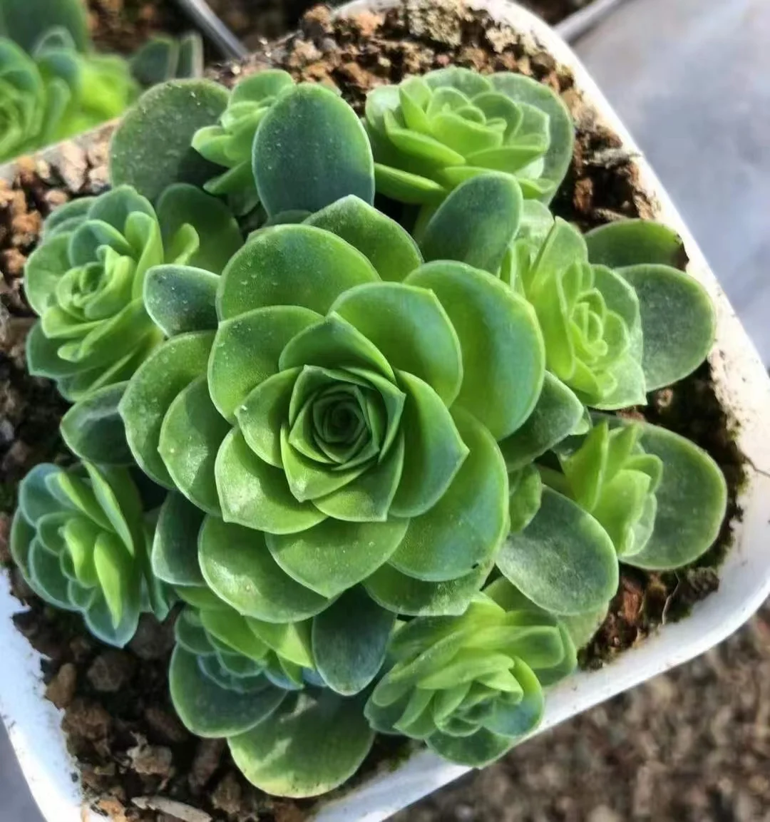 plant Aeonium Echeveria Haworthia  Caudex  Lithops Cactus  Agave 