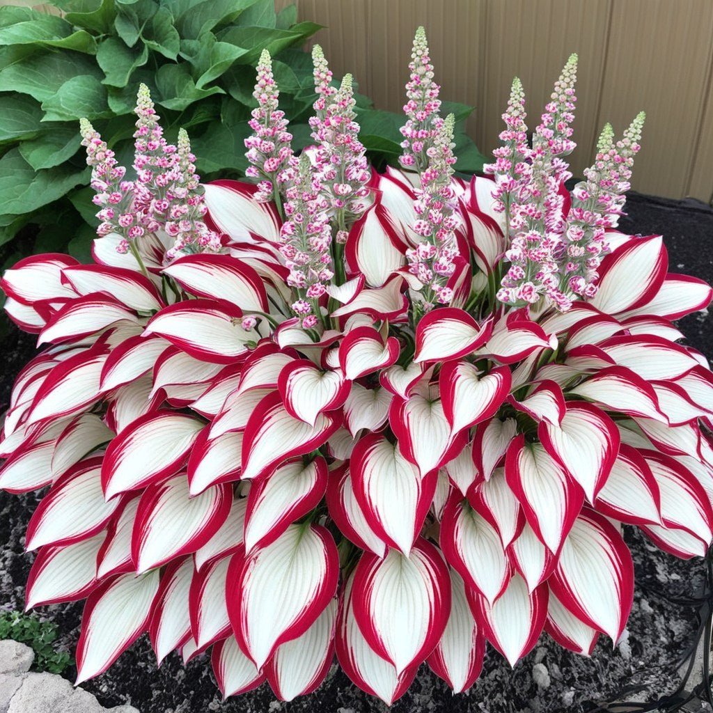🌿 Rare Hosta Seeds — Premium, Shade-Loving Perennials with Lush Foliage🌈
