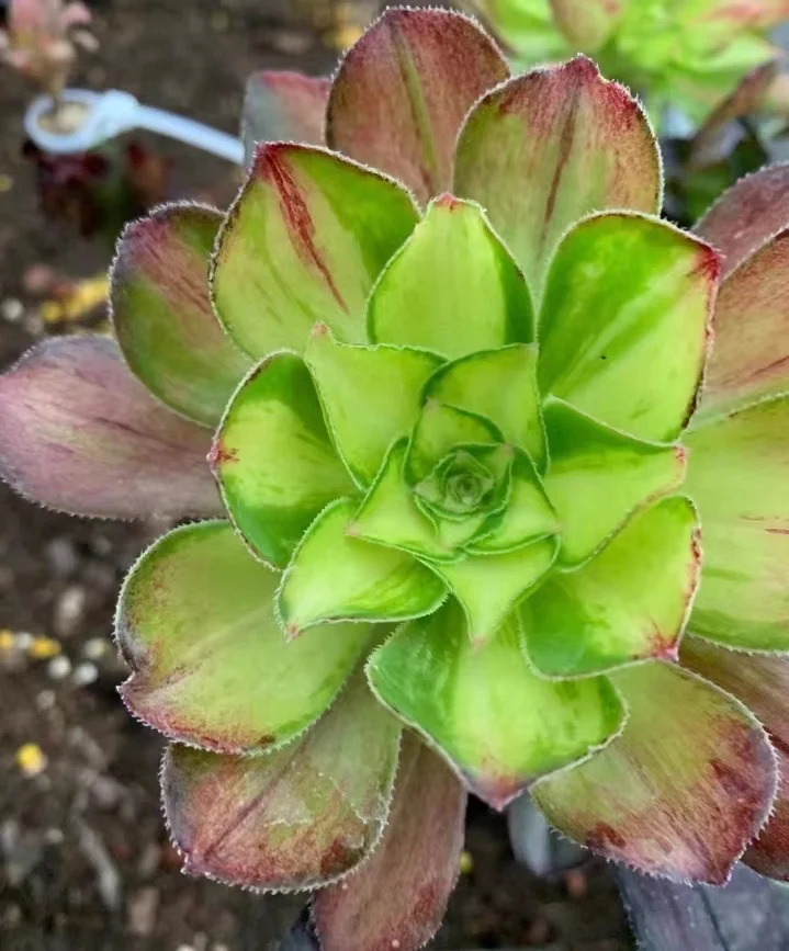 plant Aeonium Echeveria Haworthia  Caudex  Lithops Cactus  Agave 