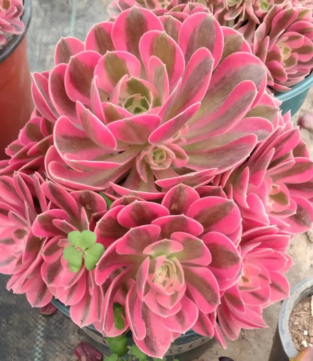 50.  Pink witch cluster 12-15cm 8 heads / Aeonium cluster/ Succulent plants / Garden landscape / Carefully select healthy plants