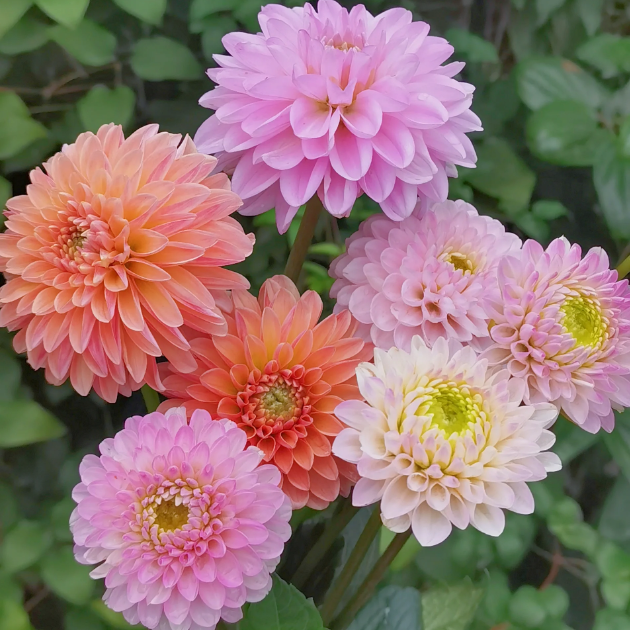 💐Dahlia Double Blend Rainbow Seeds