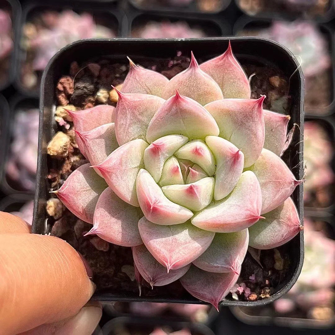 plant Aeonium Echeveria Haworthia  Caudex  Lithops Cactus  Agave 