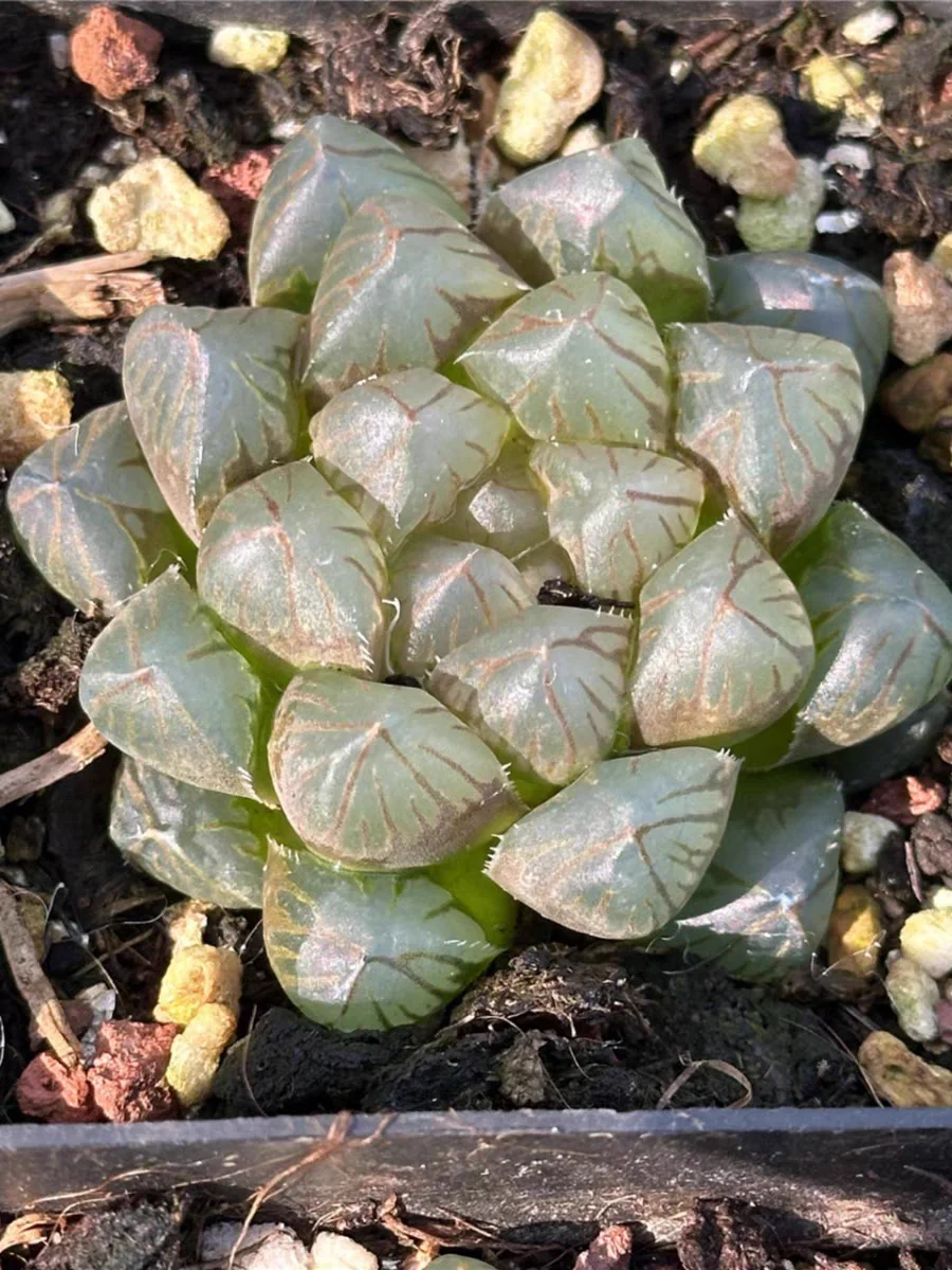 plant Aeonium Echeveria Haworthia  Caudex  Lithops Cactus  Agave 