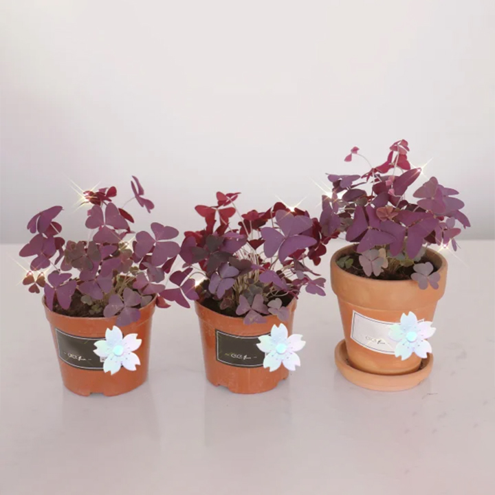 Oxalis Triangularis Purple Shamrock Good Luck Plant