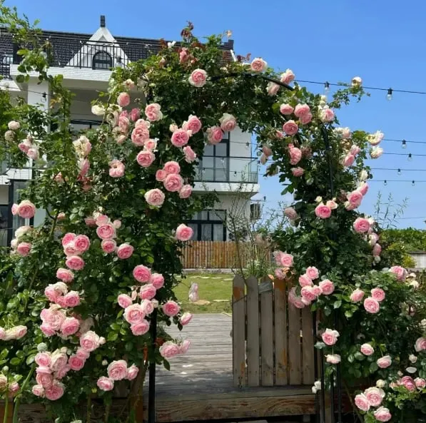 🌹Climbing Vine Rose Flower Seeds🌹