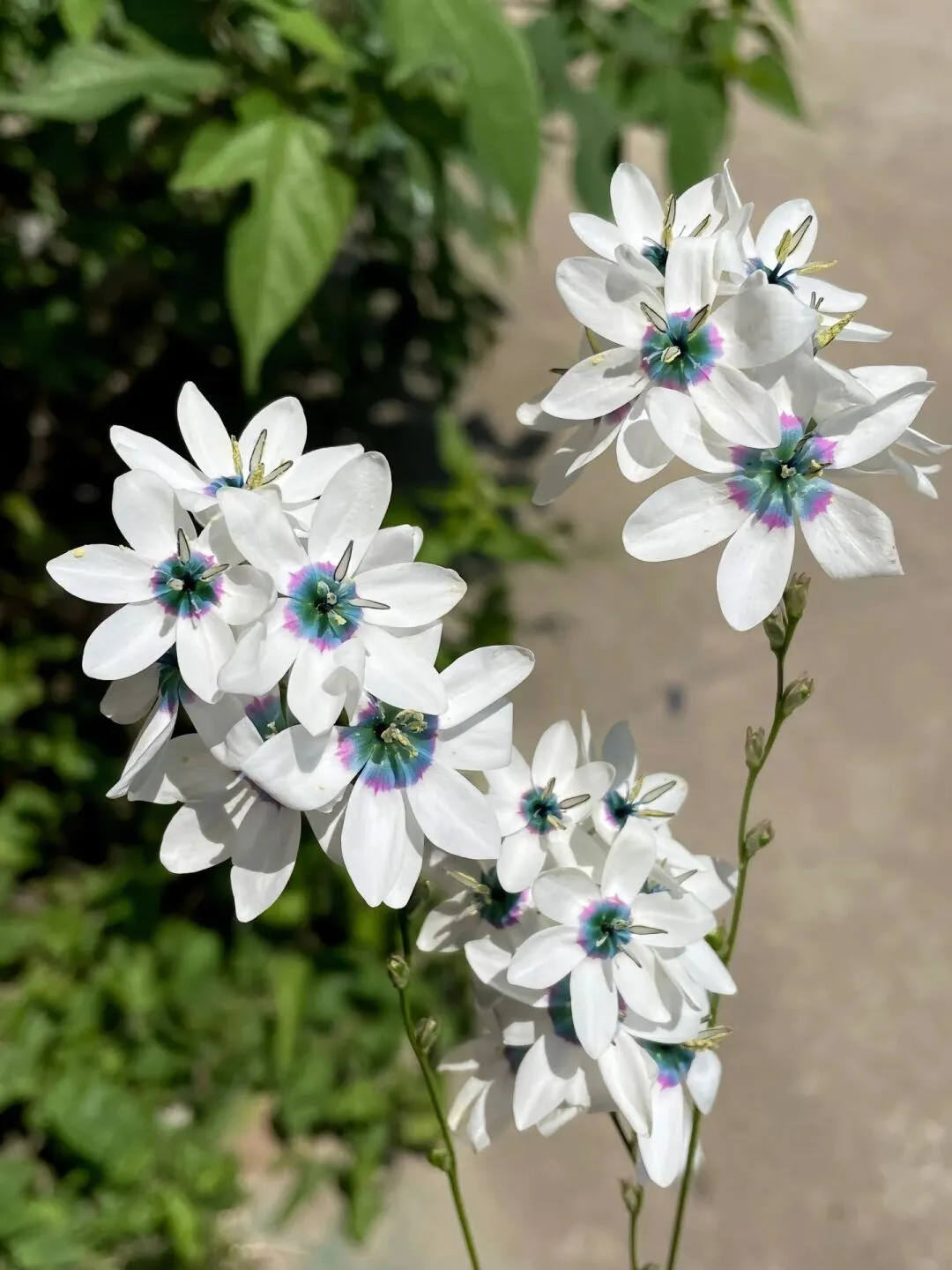 Rare White-Patterned Valley Iris