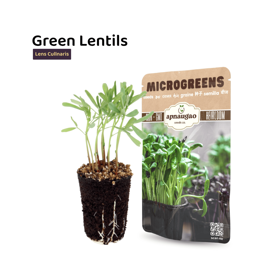 Green Lentil Microgreens Seeds &ndash; Protein-Rich, Nutty & Fresh