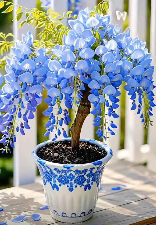 🇺🇸 Celebrate America’s 250th with Red, White & Blue Wisteria Seeds 🌸