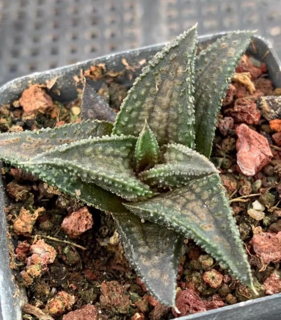 1113.Haworthia Onigawara 4-6cm /Haworthia/ Succulent plants / Garden landscape / Carefully select healthy plants