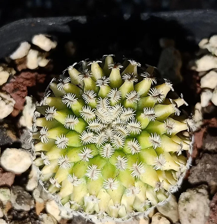 plant Aeonium Echeveria Haworthia  Caudex  Lithops Cactus  Agave 