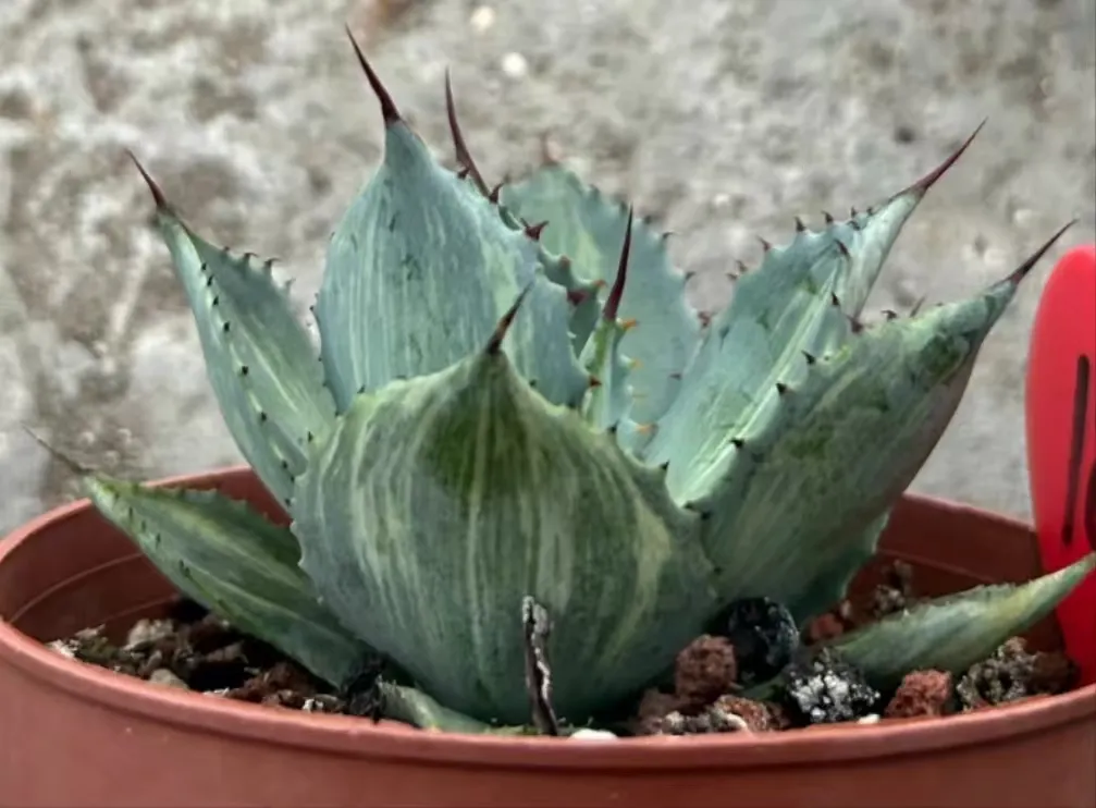 plant Aeonium Echeveria Haworthia  Caudex  Lithops Cactus  Agave 