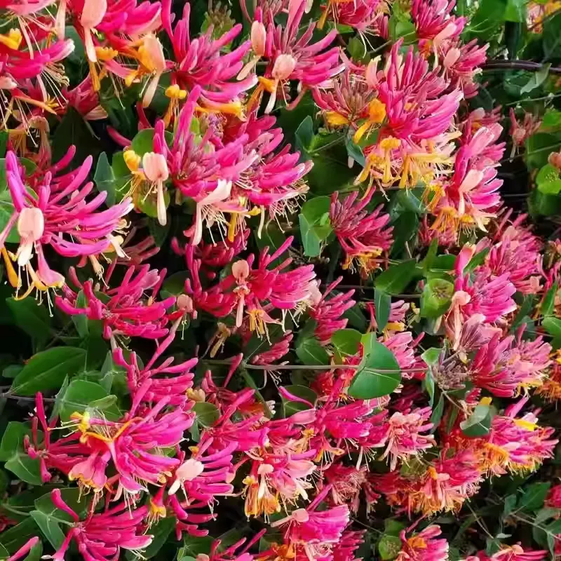 Colorful Honeysuckle Seeds 👍Flowers that are good for your health🌿
