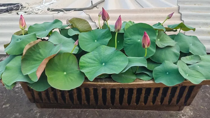 Sacred Bonsai Lotus Flower Seeds
