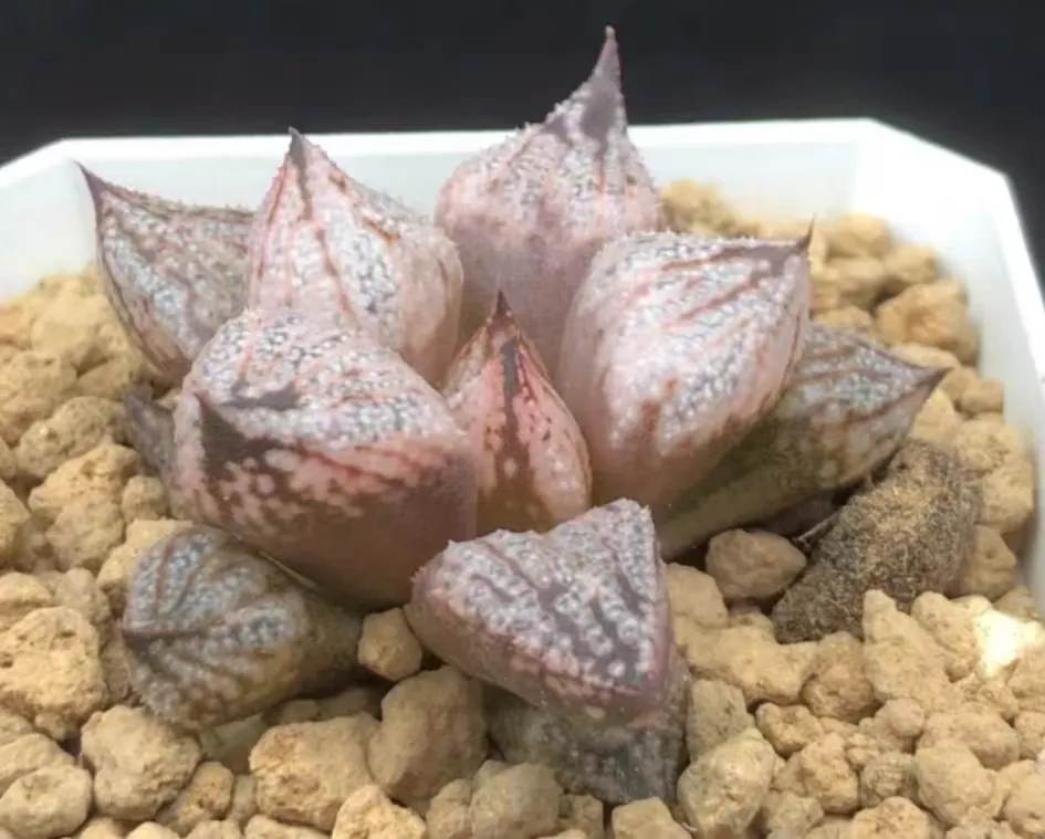 plant Aeonium Echeveria Haworthia  Caudex  Lithops Cactus  Agave 