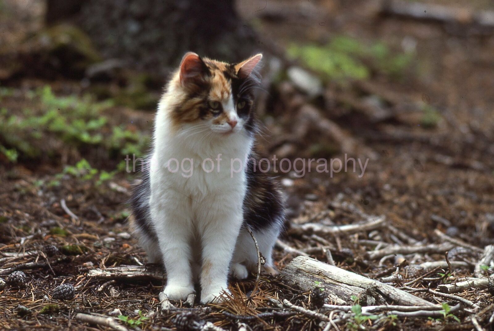 CAT PORTRAIT Vintage 35mm FOUND SLIDE TransparencyPhoto Poster painting 010 T 18