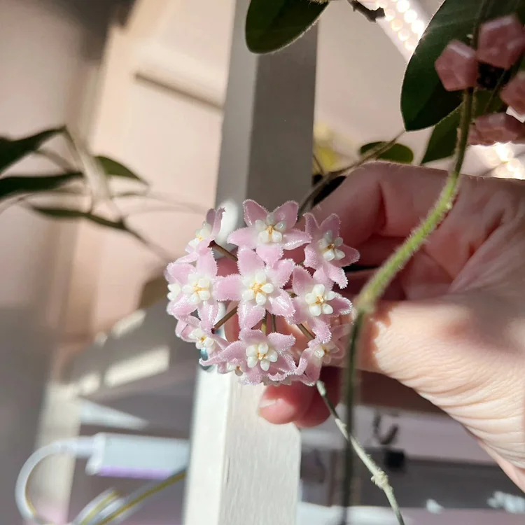 花座ありホヤ極美株 大苗トムソニー ピンクHoya thomsonii pink