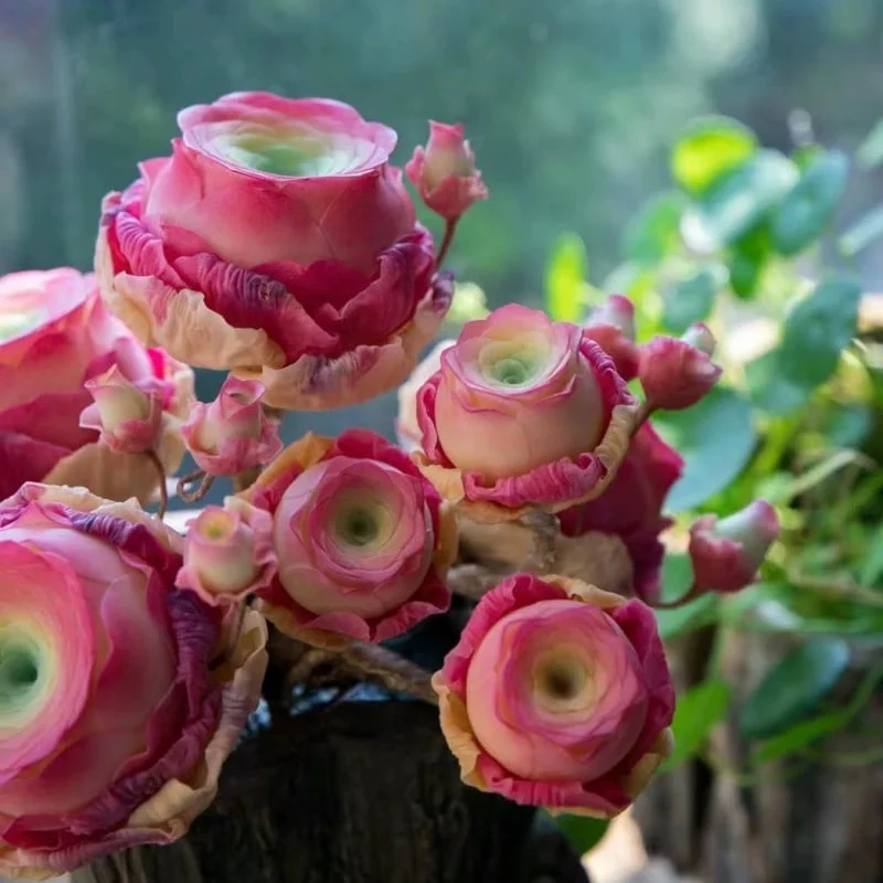🌱🌹Mountain Rose: Beauty That Never Fades, Even for Newbie Blades!"🌺 