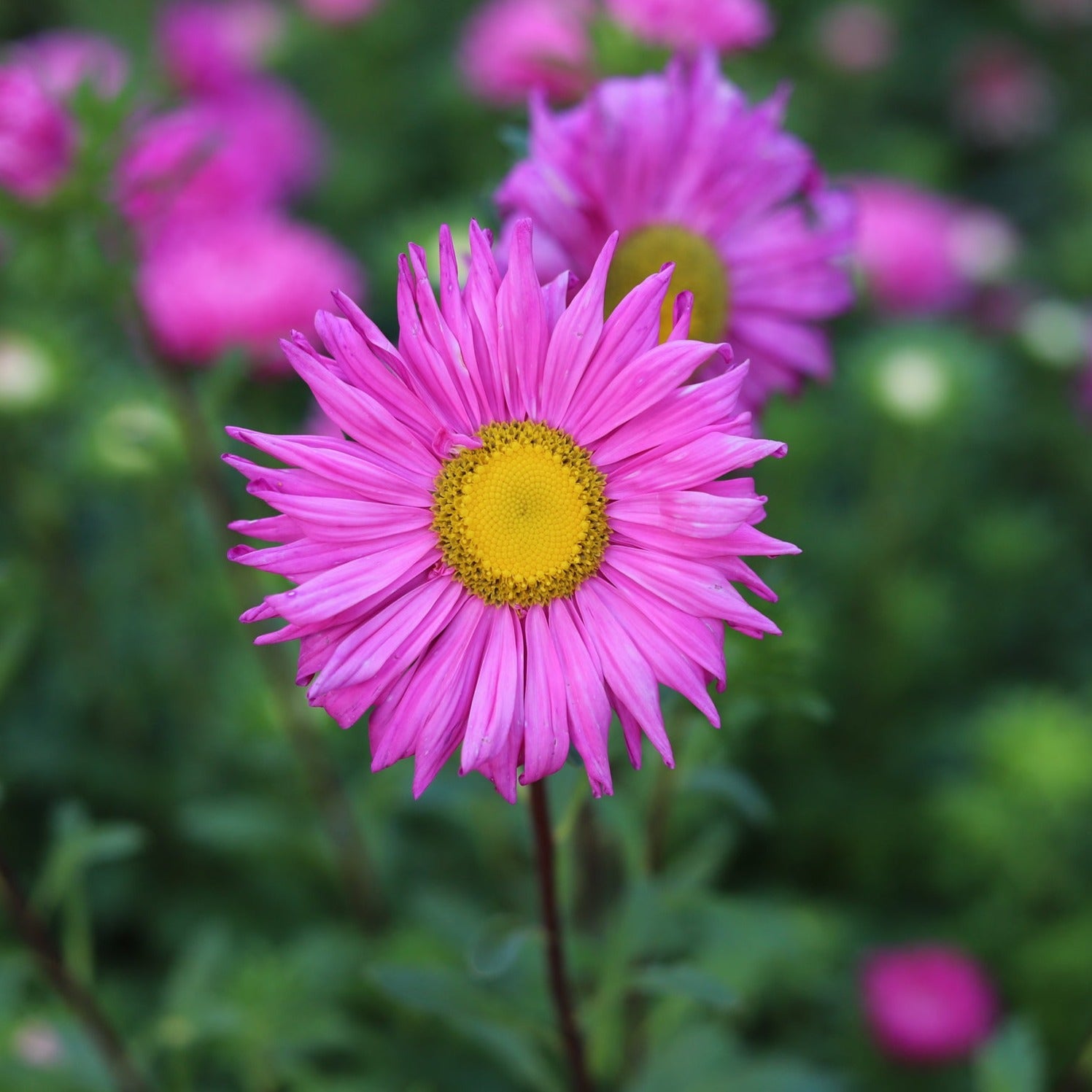 Aster Tall China Mix Flower | X 50 Seeds