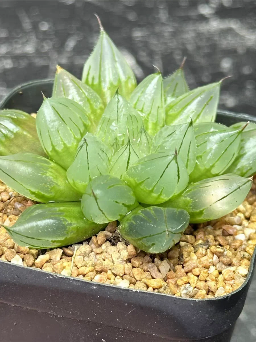 plant Aeonium Echeveria Haworthia  Caudex  Lithops Cactus  Agave 