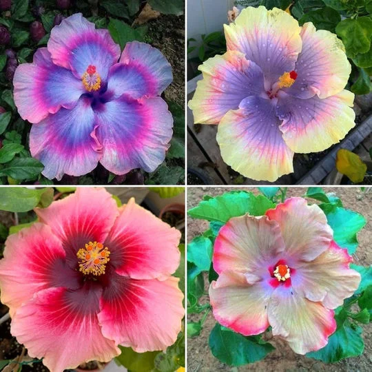 Hibiscus-Giant Ombre  Exotic Coral Flowers Seeds