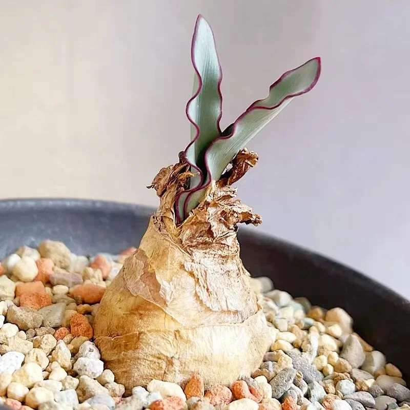 plant Aeonium Echeveria Haworthia  Caudex  Lithops Cactus  Agave 