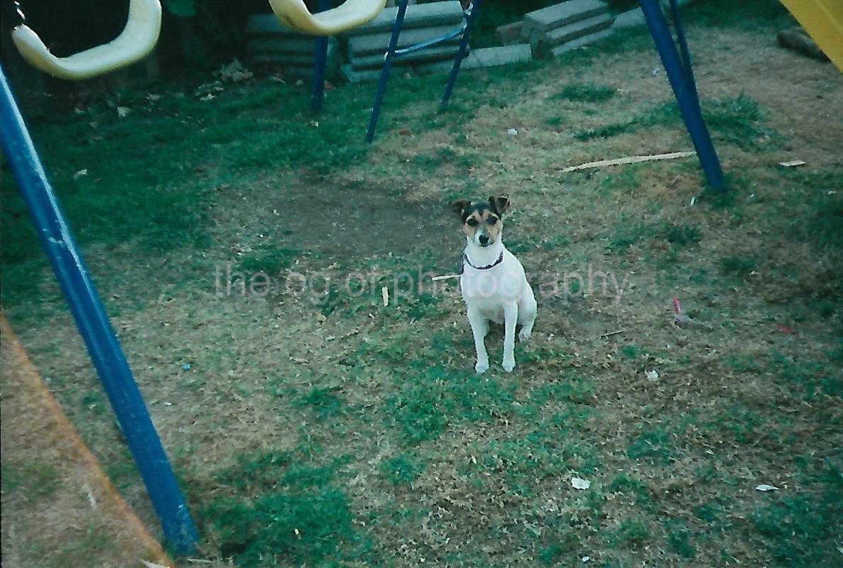 FOUND Photo Poster paintingGRAPH Color PRETTY DOG Original Snapshot VINTAGE 112 12 M