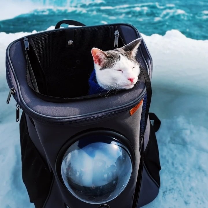 fat cat backpack carrier