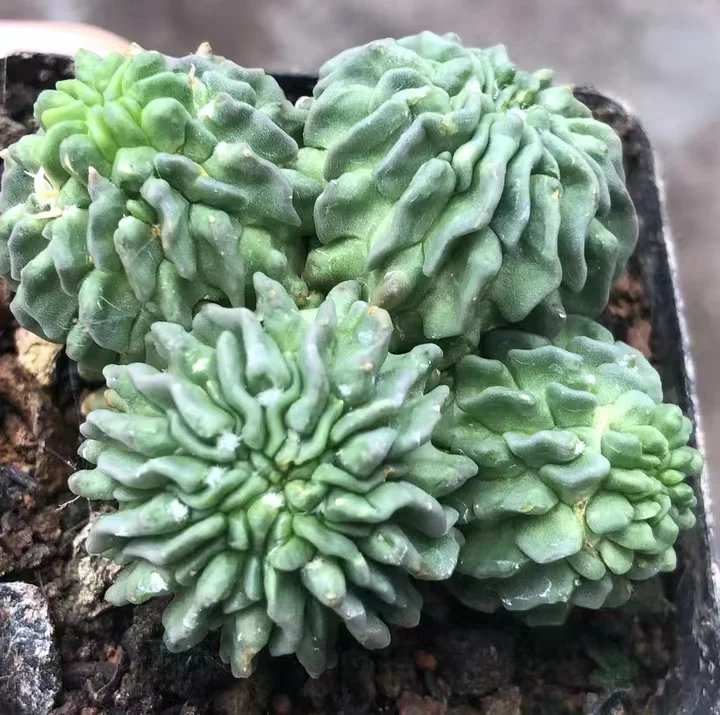 plant Aeonium Echeveria Haworthia  Caudex  Lithops Cactus  Agave 