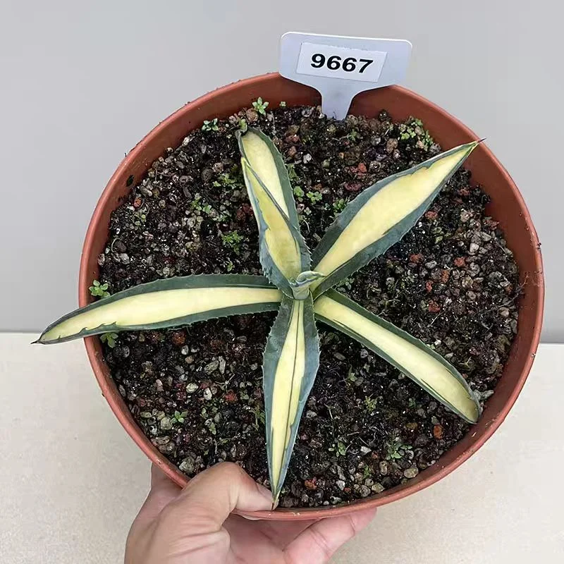 plant Aeonium Echeveria Haworthia  Caudex  Lithops Cactus  Agave 