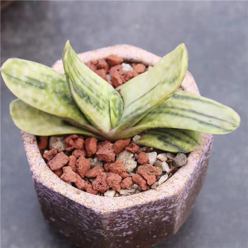 plant Aeonium Echeveria Haworthia  Caudex  Lithops Cactus  Agave 