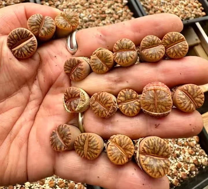 plant Aeonium Echeveria Haworthia  Caudex  Lithops Cactus  Agave 