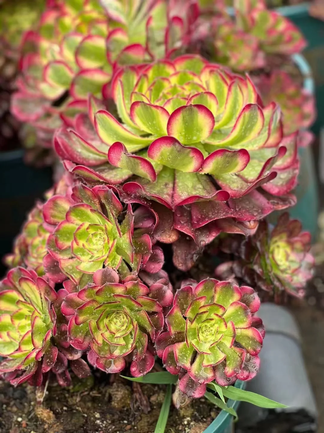 plant Aeonium Echeveria Haworthia  Caudex  Lithops Cactus  Agave 