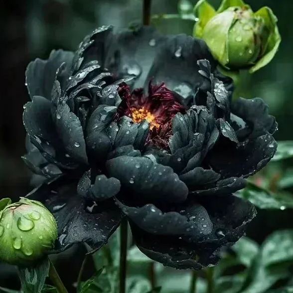 Colorful Peony Flower-Over 7 Colors