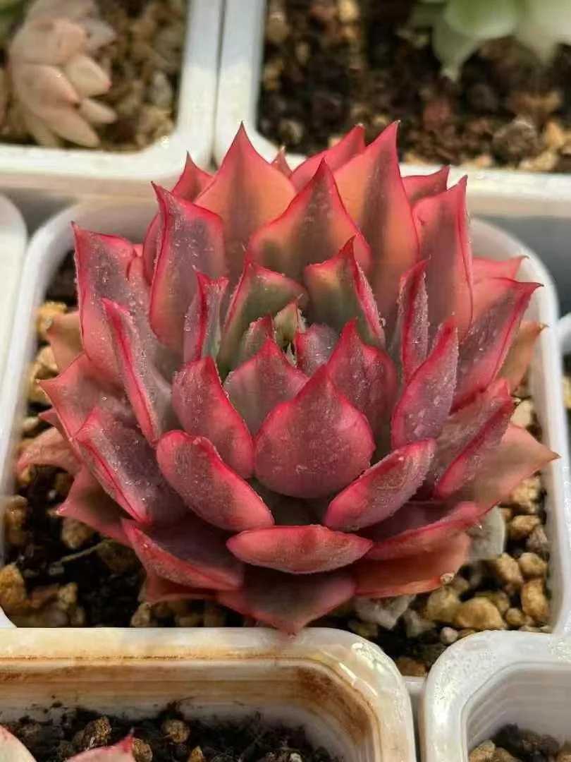 plant Aeonium Echeveria Haworthia  Caudex  Lithops Cactus  Agave 