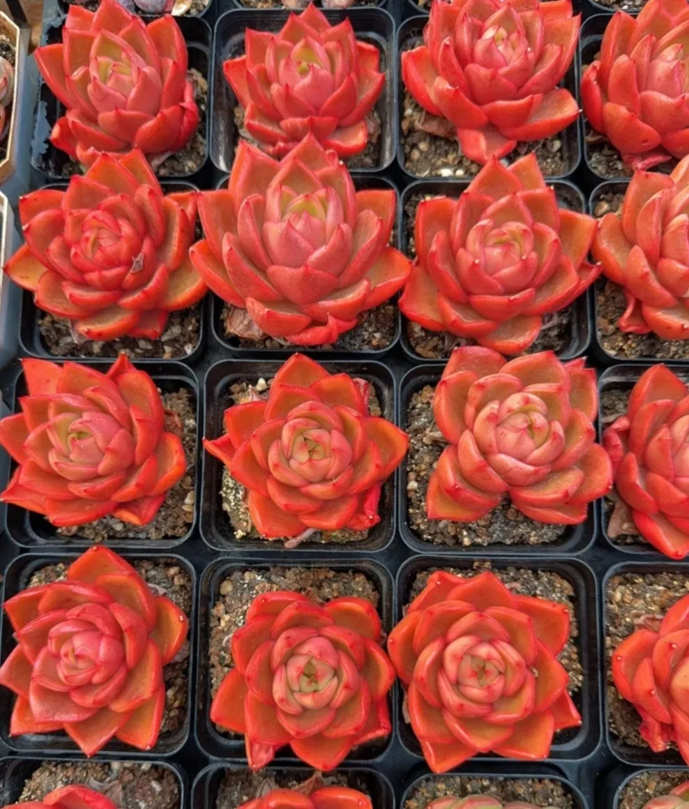 plant Aeonium Echeveria Haworthia  Caudex  Lithops Cactus  Agave 