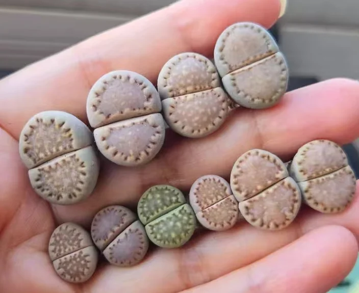 plant Aeonium Echeveria Haworthia  Caudex  Lithops Cactus  Agave 