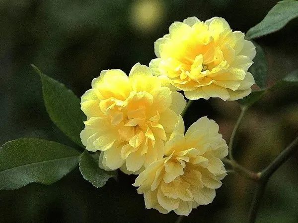 Yellow Banks Rose Seeds