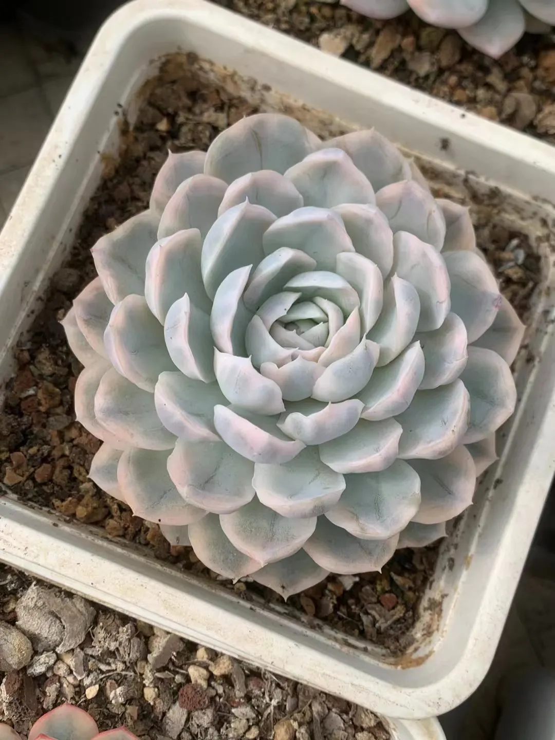 plant Aeonium Echeveria Haworthia  Caudex  Lithops Cactus  Agave 