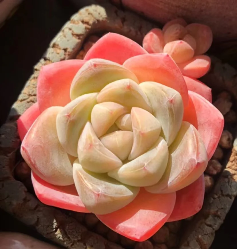   167.  Ice jade  single head and cluster/ Echeveria  / Succulent plants / Garden landscape / Carefully select healthy plants