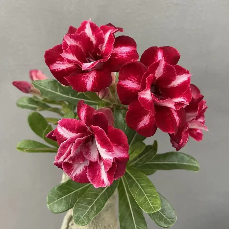 plant Aeonium Echeveria Haworthia  Caudex  Lithops Cactus  Agave 